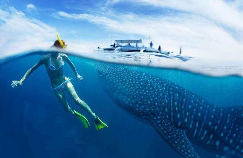 Cebu: Oslob Whale Sharks, Tumalog Falls & Sardine Snorkeling - Why This Cebu Day Trip Works