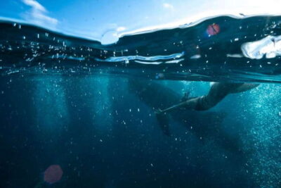 Oslob Whale Sharks, Tumalog Falls & Sardine Snorkeling