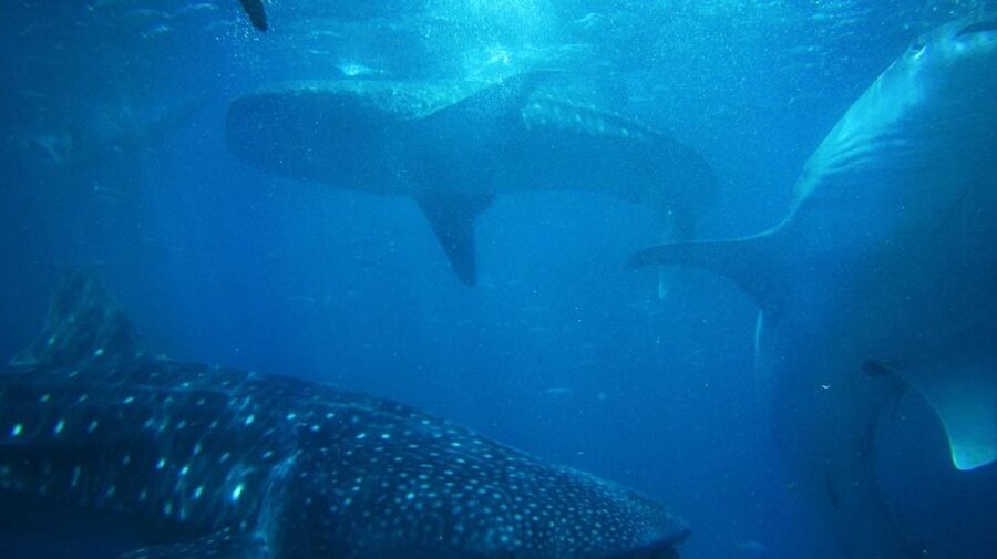 Cebu: Oslob Whale Sharks, Tumalog Falls & Sardine Snorkeling - Tumalog Falls and Its Cool Natural Pools