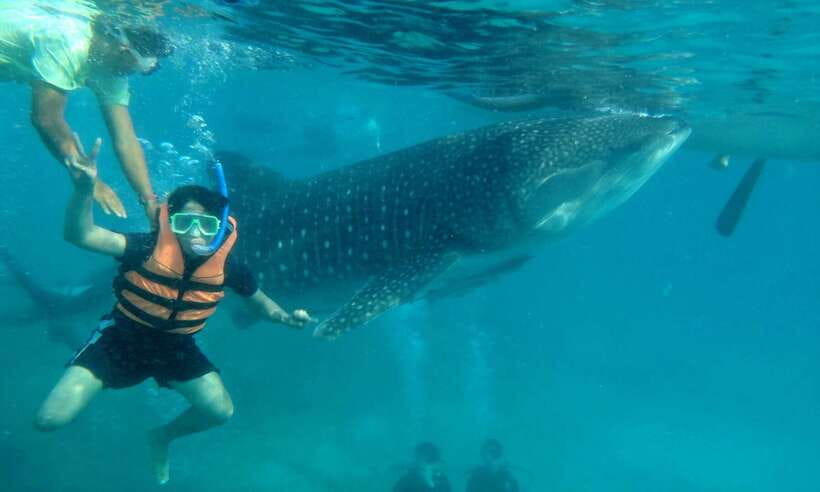 Cebu: Oslob Whale Sharks, Tumalog Falls & Sardine Snorkeling - Lunch, Sardines, and Turtles in Moalboal