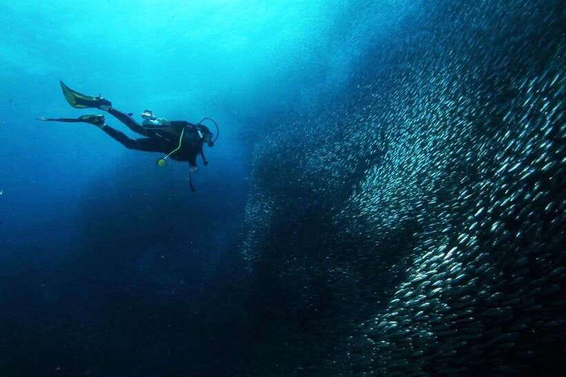 Cebu: Oslob Whale Sharks, Tumalog Falls & Sardine Snorkeling - Food, Gear, and Extra Costs