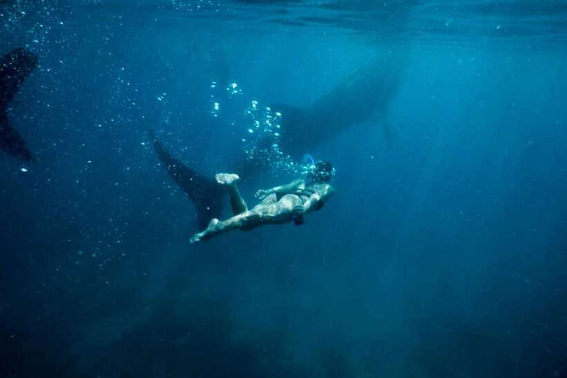 Cebu: Oslob Whale Sharks, Tumalog Falls & Sardine Snorkeling - What the Guide Can Change