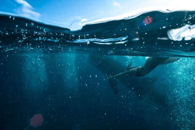 Cebu: Oslob Whale Sharks, Tumalog Falls & Sardine Snorkeling - The 2:00 AM Pickup and Southern Cebu Drive