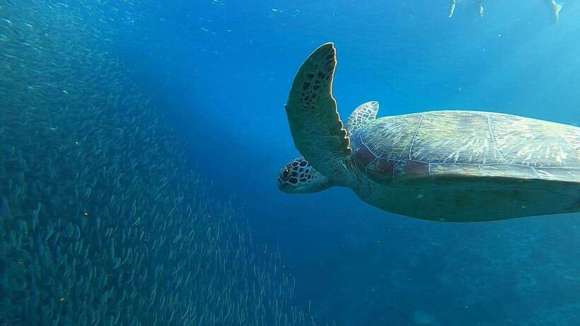 Cebu: Osmeña Peak hike and Sardines Run Snorkel adventure - Who should book this Cebu day trip?