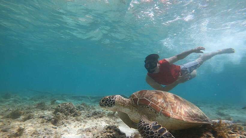 Cebu: Osmeña Peak hike and Sardines Run Snorkel adventure - Transport, timing, and the real cost of the day