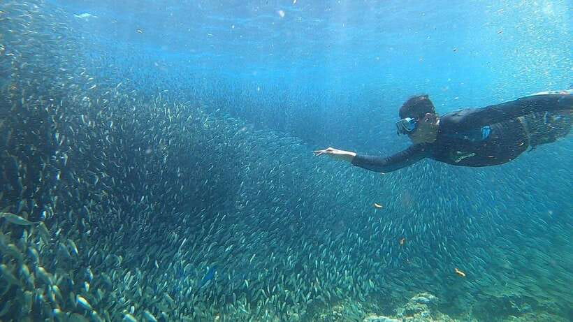 Cebu: Osmeña Peak hike and Sardines Run Snorkel adventure - How the tour performs overall