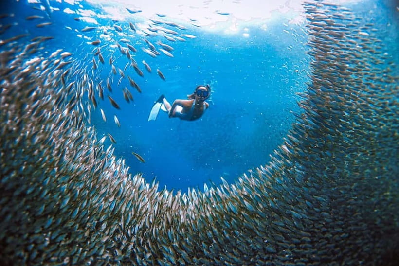Cebu: Sardine Run Snorkeling, Mantayupan Falls & ATV Thrills - Why this Cebu day trip works