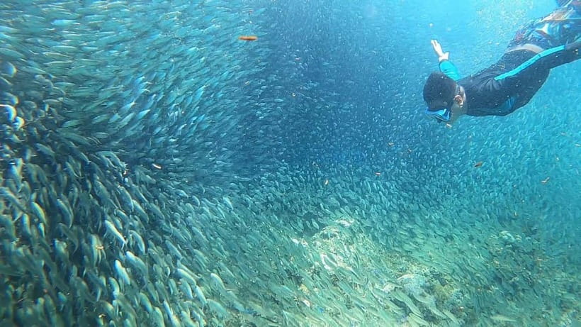 Cebu: Sardine Run Snorkeling, Mantayupan Falls & ATV Thrills - Is $103 a fair price?