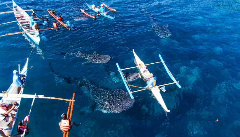 Cebu: Sumilon Sand Bar, Whale Sharks & Sardines Snorkeling - Key points to know before booking