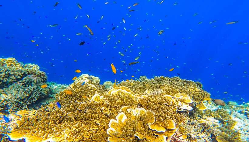 Cebu: Sumilon Sand Bar, Whale Sharks & Sardines Snorkeling - Swimming beside Oslob’s whale sharks