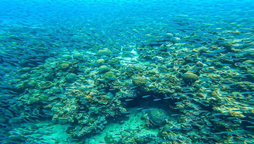 Cebu: Sumilon Sand Bar, Whale Sharks & Sardines Snorkeling - Sumilon Island and its shifting sand bar