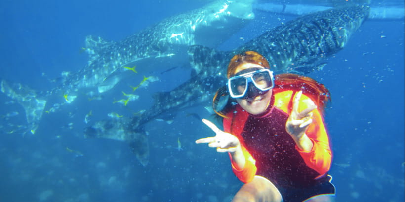 Cebu: Sumilon Sand Bar, Whale Sharks & Sardines Snorkeling - Moalboal’s sardine run and sea turtles