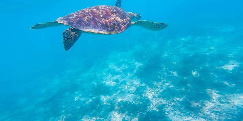 Cebu: Sumilon Sand Bar, Whale Sharks & Sardines Snorkeling - What to bring and what costs extra