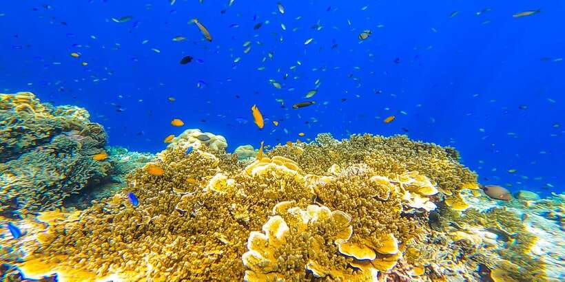 Cebu: Sumilon Sand Bar, Whale Sharks & Sardines Snorkeling - Should you book the Cebu whale shark and sardine tour?