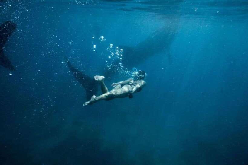 Cebu: Sumilon Sand Bar, Whale Sharks & Sardines Snorkeling - The pre-dawn ride to Oslob