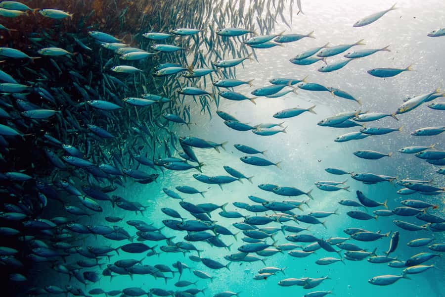Cebu: Whale Shark, Monkey Sanctuary, & Moalboal Snorkel Tour - Key details that shape the day