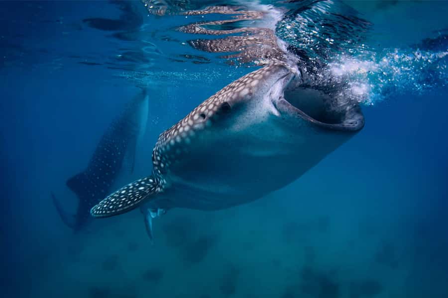 Cebu: Whale Shark, Monkey Sanctuary, & Moalboal Snorkel Tour - Swimming with whale sharks in Oslob