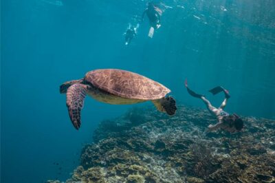 Whale Shark, Monkey Sanctuary, & Moalboal Snorkel Tour