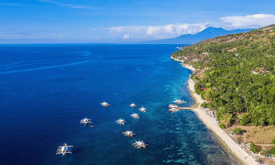 Cebu: Whale Shark, Monkey Sanctuary, & Moalboal Snorkel Tour - Lunch, local snacks, and a needed pause