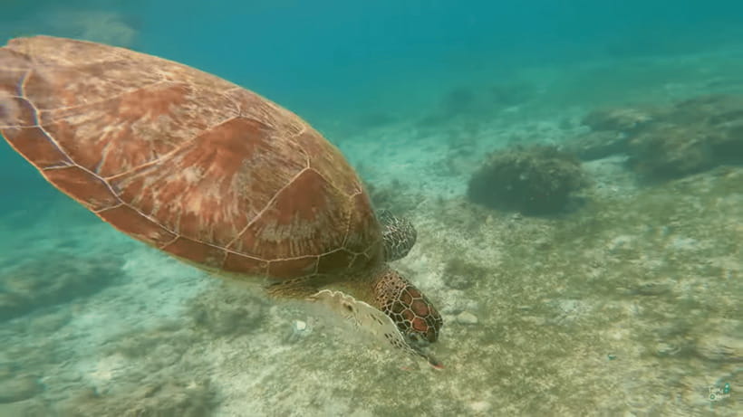 Cebu: Whale Shark Oslob and Moalboal Snorkeling Adventure - Is the Oslob and Moalboal tour worth booking?