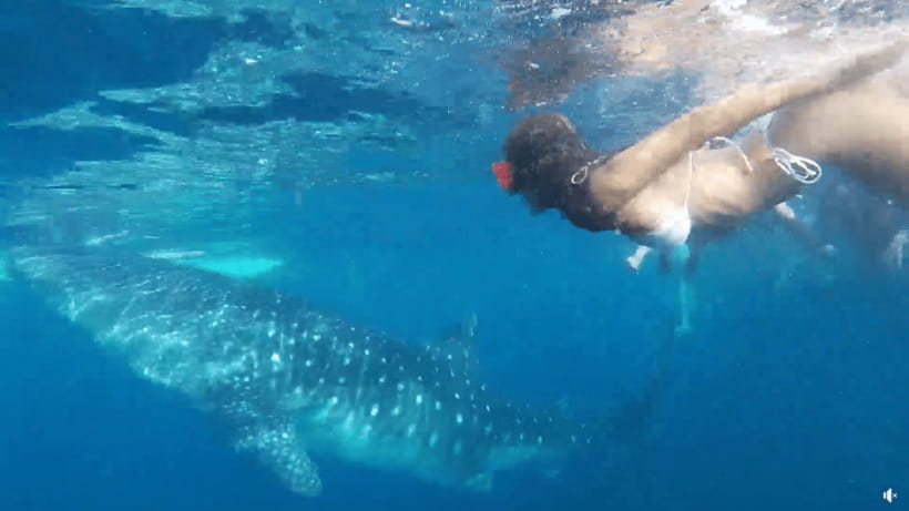 Cebu: Whale Shark Oslob and Moalboal Snorkeling Adventure - Why this Cebu combination works