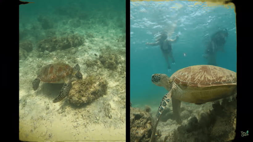 Cebu: Whale Shark Oslob and Moalboal Snorkeling Adventure - A quieter break after the water