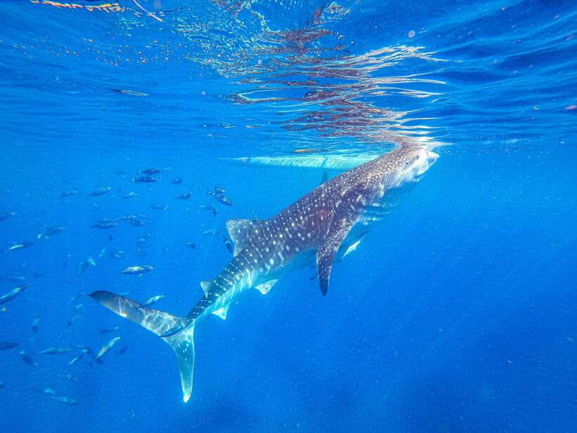 Cebu: Whale Shark Snorkeling & Kawasan Canyoning Tour - Two hours south to Kawasan Falls