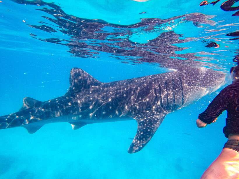Cebu: Whale Shark Snorkeling & Kawasan Canyoning Tour - Who will enjoy this long Cebu day