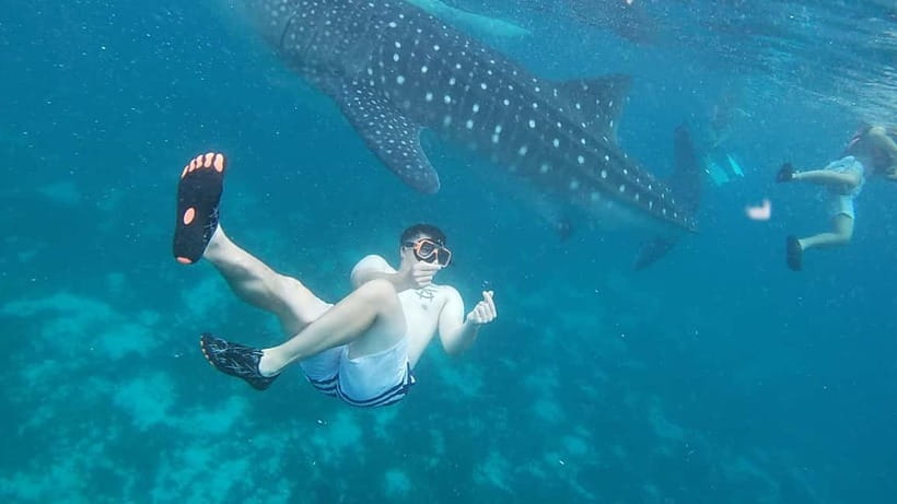 Cebu: Whale Sharks, Kawasan Falls, & Sardines Run Snorkeling - Key points before you book
