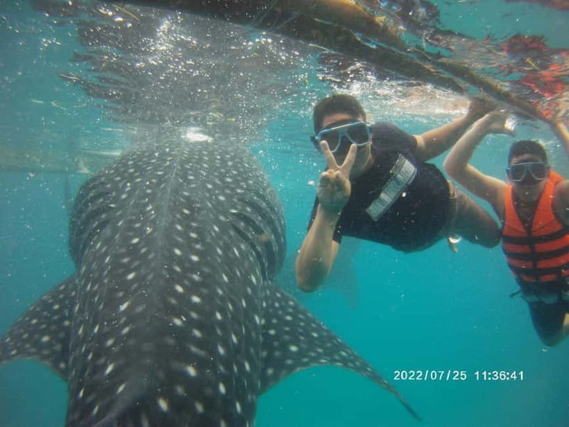 Cebu: Whale Sharks, Kawasan Falls, & Sardines Run Snorkeling - What to pack for this wet, early day