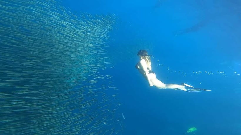 Cebu: Whale Sharks, Kawasan Falls, & Sardines Run Snorkeling - Oslob whale sharks: an early start for a big encounter