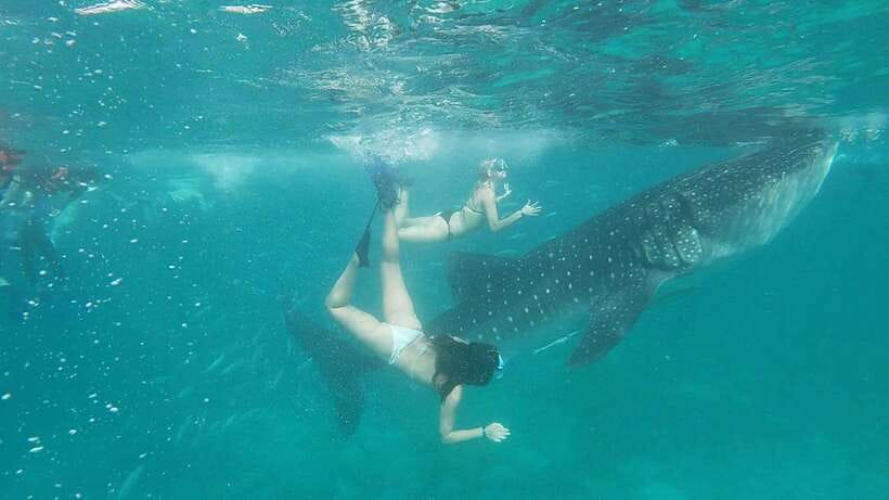 Cebu: WhaleShark , Tumalog Falls, & Sardine Run Snorkeling - The important details at a glance