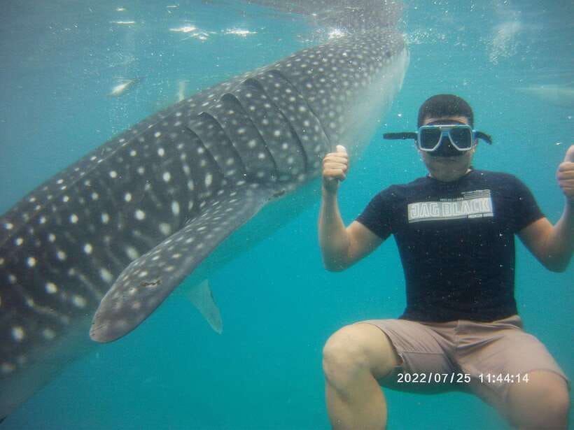Cebu: WhaleShark , Tumalog Falls, & Sardine Run Snorkeling - Why this Cebu day trip works