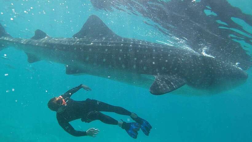 Cebu: WhaleShark , Tumalog Falls, & Sardine Run Snorkeling - Breakfast after the whale shark swim