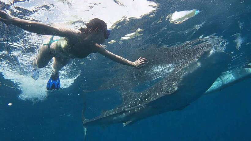 Cebu: WhaleShark , Tumalog Falls, & Sardine Run Snorkeling - Tumalog Falls, a cool change of pace