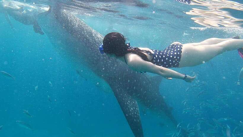 Cebu: WhaleShark , Tumalog Falls, & Sardine Run Snorkeling - Moalboal’s sardine run and sea turtles