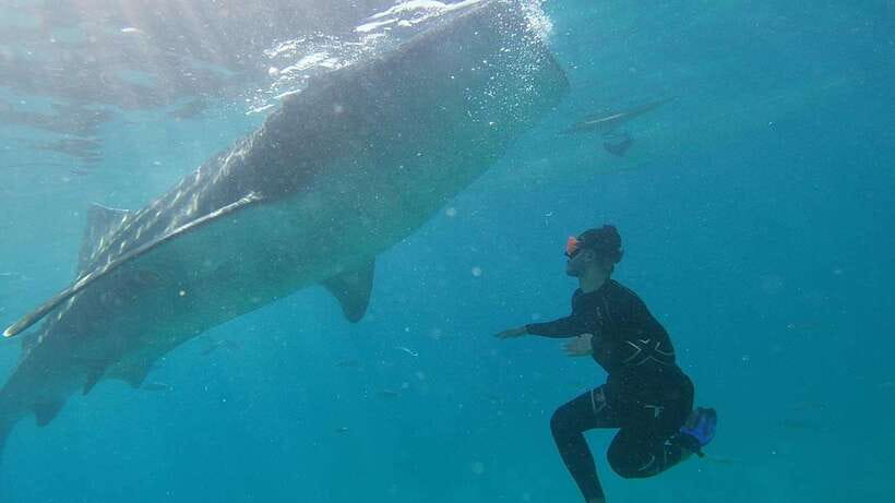 Cebu: WhaleShark , Tumalog Falls, & Sardine Run Snorkeling - Lunch, transport, and the real shape of the day