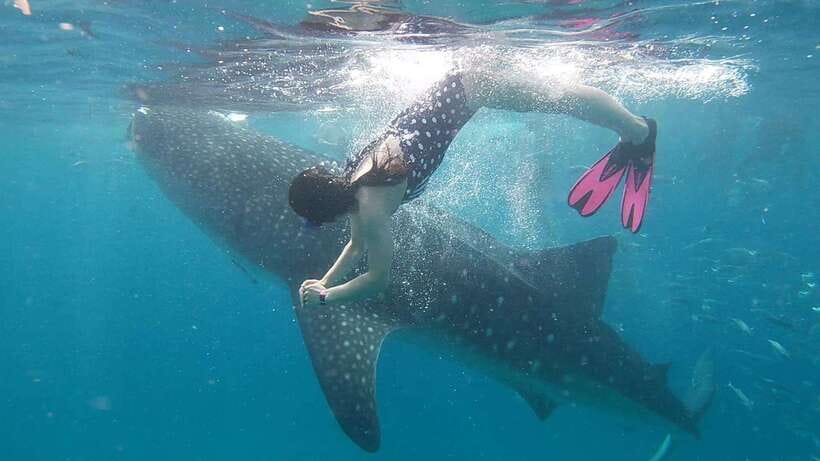 Cebu: WhaleShark , Tumalog Falls, & Sardine Run Snorkeling - Tips for making the day easier