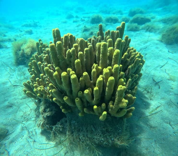 Chalkidiki: Snorkeling Adventure in Sithonia - Why This Sithonia Snorkeling Trip Works for Beginners