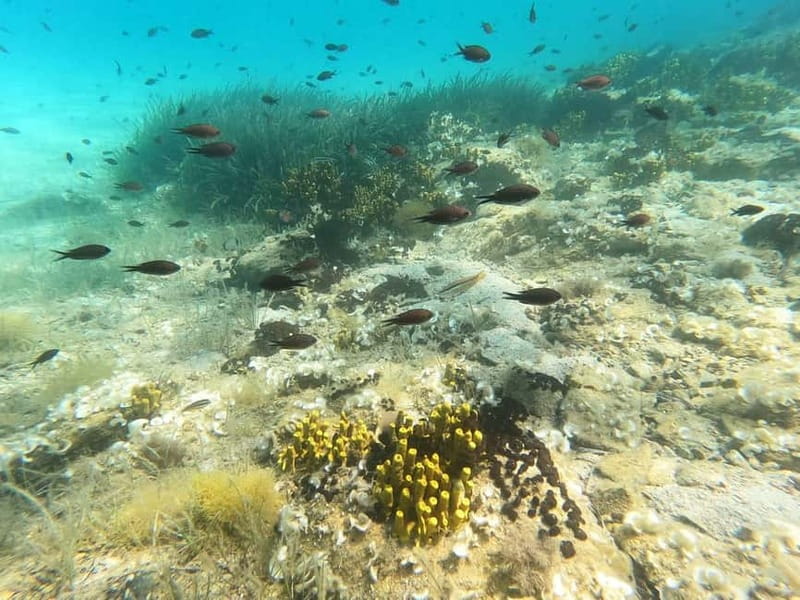 Chalkidiki: Snorkeling Adventure in Sithonia - Who Will Enjoy It Most
