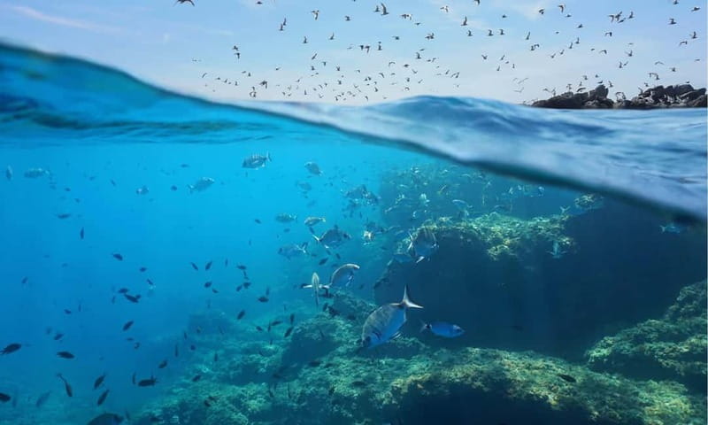 Chalkidiki: Snorkeling Adventure in Sithonia - Practical Tips for a Better Morning or Afternoon