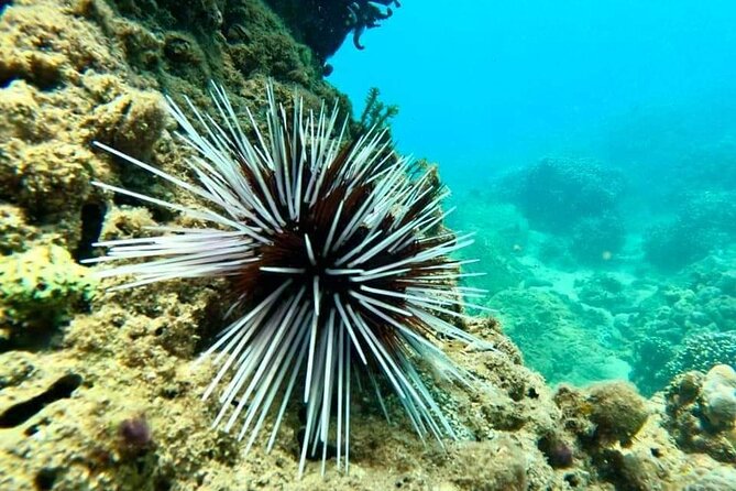 Cham Island Snorkeling Daily Group Tour, Sunbathing, nice beaches - A Vietnamese seafood lunch served family style