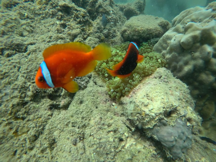 Cham Island: Underwater Walking & Snorkeling Tour - How the underwater walk actually works