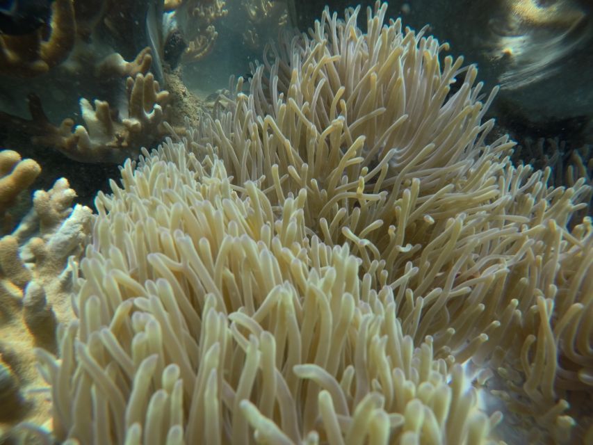 Cham Island: Underwater Walking & Snorkeling Tour - Boat comfort, group rhythm, and practical details