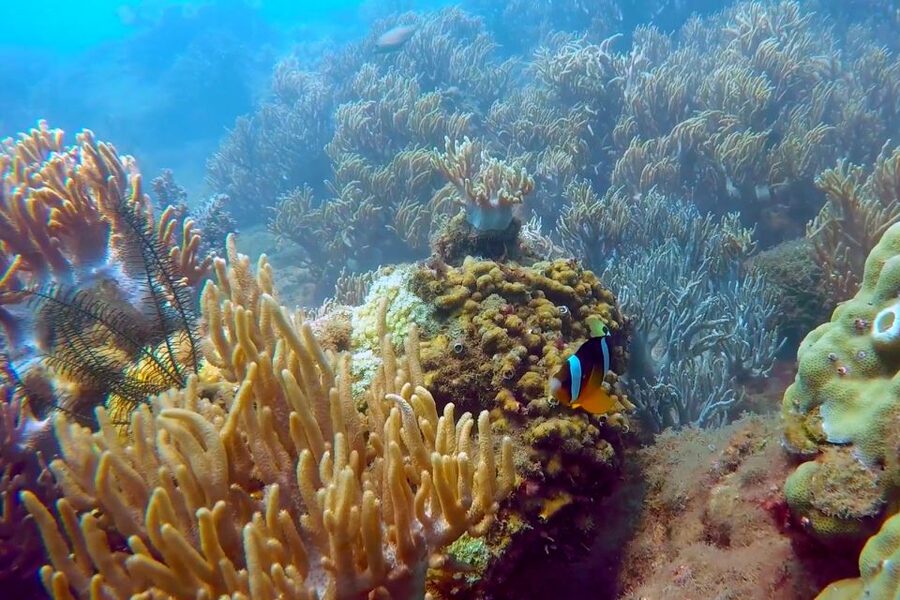 Cham Island: Underwater Walking & Snorkeling Tour - Who should book this experience?