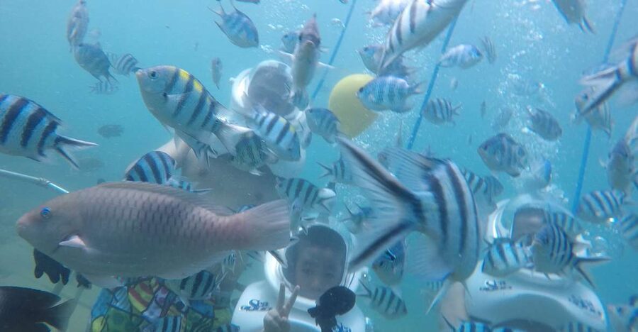 Cham Island: Underwater Walking & Snorkeling Tour - From Hoi An or Da Nang to Cua Dai Wharf