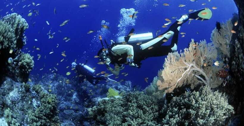Cham Islands Snorkeling Tour by Speedboat : Hoi An/Da Nang - Snorkeling in Cham Island waters