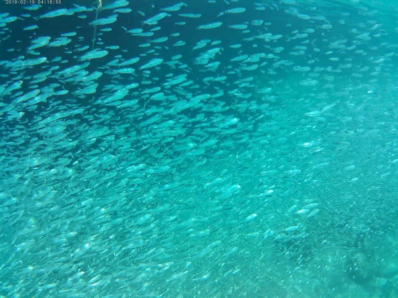 Chania: Scuba Diving and Snorkeling for Beginners by Boat - First stop: snorkeling in the Blue Cave