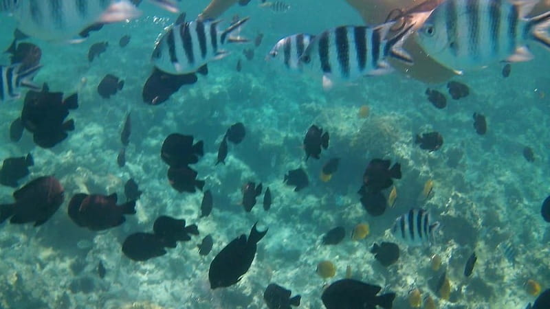Chania: Scuba Diving and Snorkeling for Beginners by Boat - The break at Kalathas Beach