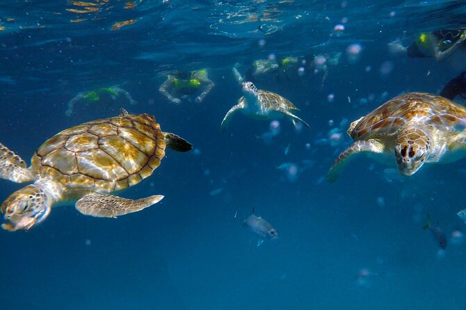 Che’s snorkel cruise! turtles & shipwrecks (semi private) - Why the 8:00 a.m. start is worth it